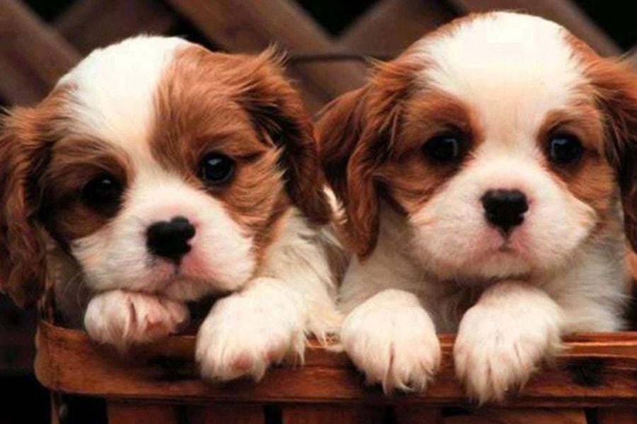 clonar-perros