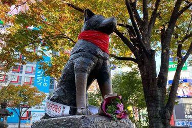 La estatua de Hachiko en Japón fue decorada con un pañuelo rojo en ...