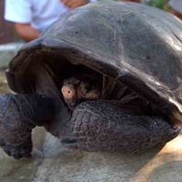 Ecuador | Encuentran en Galápagos tortuga gigante que se creía extinta