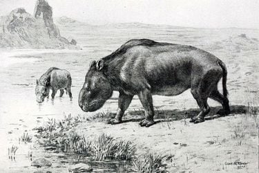 Marsupiales, extraños insectos y búfalos gigantes: el impresionante hallazgo de más de mil fósiles en Aysén