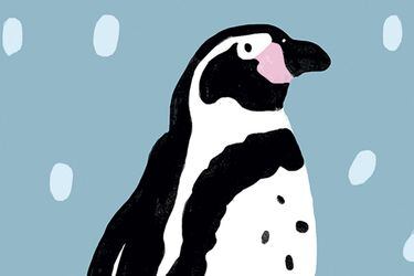 Pingüino-humboldt