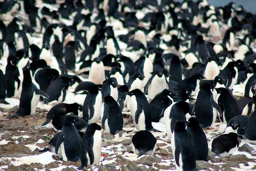 pinguinos-adelaida