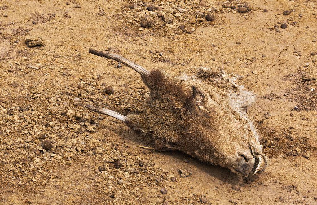 Los restos de una taruka en el desierto. FOTO: Nicolás Fuentes