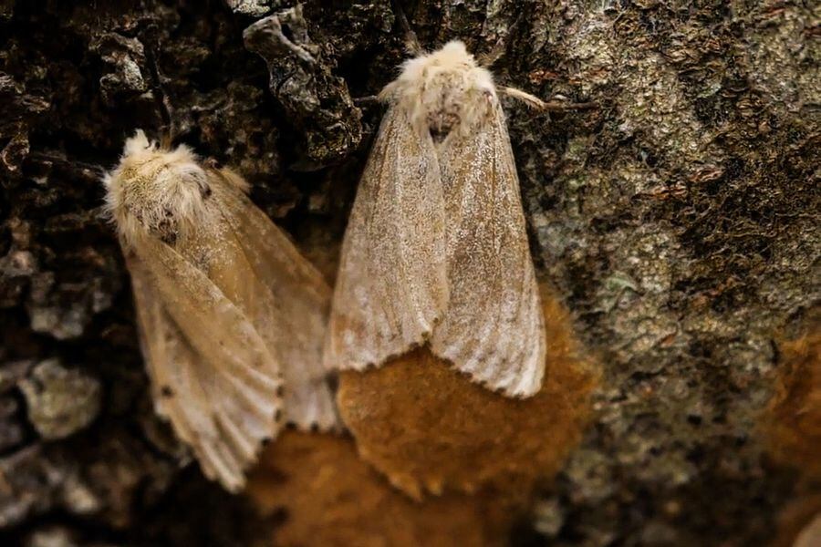 Polilla gitana la nueva plaga que amenaza a Estados Unidos La Tercera
