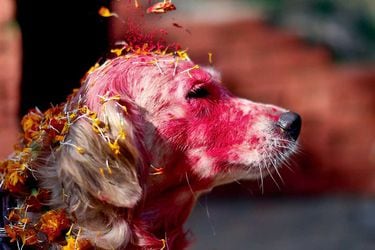 Nepal celebra la fiesta hindú de Tihar en honor a sus mascotas