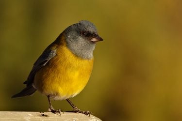 Desde hoy, chilenos podrán acceder a la mayor enciclopedia de aves del mundo, con más de 10 mil especies 