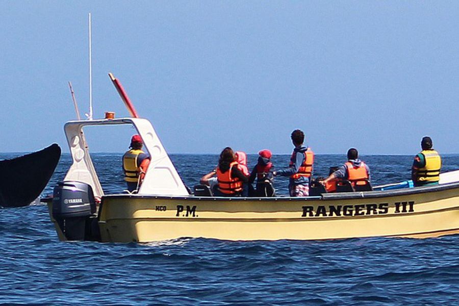 EL AVISTAMIENTO RECREATIVO DE LAS BALLENAS PUEDE AYUDAR A SU PRESERVACIÓN