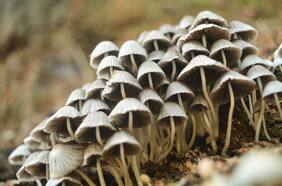 Amenaza mortal: ¿Los hongos podrían generar la próxima pandemia?