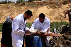 Cirujanos ortopédicos salvan animales heridos en Gaza