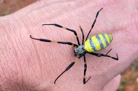 Así es la araña Joro que invade Estados Unidos: tiene la capacidad de “volar” y resalta por su color amarillo