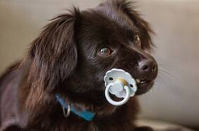 La razón por la que amamos a nuestros perros y gatos es porque nos recuerdan a los bebés, según un experto