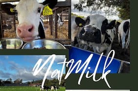 NotMilk vs. NatMilk: el conflicto marcario de NotCo con un agricultor lechero de Renaico