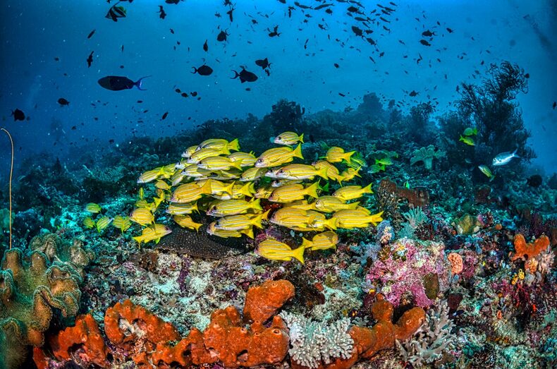 Raja Ampat