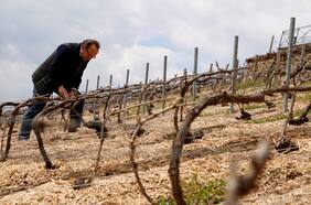 La producción de vino francés caearía a mínimos históricos este año debido al clima