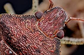 “Muy raro”: chileno descubre un insecto que se convierte en el más antiguo de su tipo en el planeta