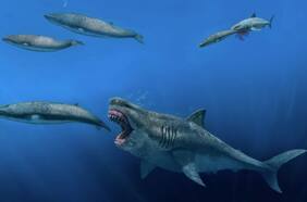 Los tiburones gigantes que vagaron por los mares, podían darse un festín con enormes comidas