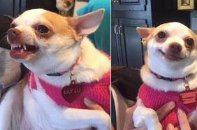 ¿Malas pulgas con sus pares? Las posibles razones detrás del comportamiento agresivo de tu perro