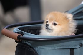 Estación Central inaugura primera peluquería canina municipal con servicios a bajo costo y para perros rescatados