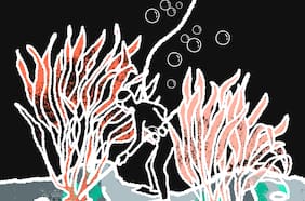 El impacto de la deforestación de los bosques de macroalgas en la zona norte de Chile