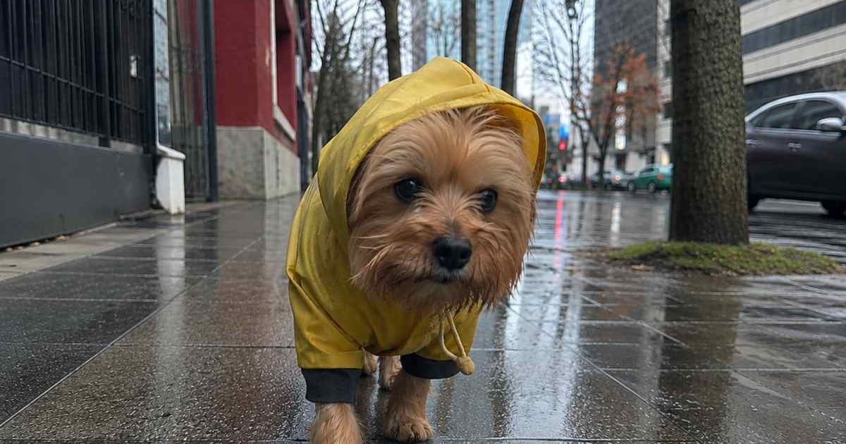 Qué es un río atmosférico: el fenómeno que podría dejar hasta 150 mm de lluvia este fin de semana en Santiago - La Tercera