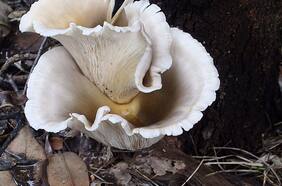 ¿Qué es el reino Animalia, Plantae y Fungi? ¿Quiénes son los polinizadores nativos? Nueva Constitución sería la primera en el mundo en  resguardar estos “vínculos ecosistémicos y medioambientales”