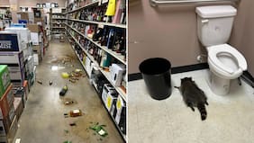 Un mapache ebrio irrumpió en una botillería en Virginia y lo encontraron desmayado en el baño