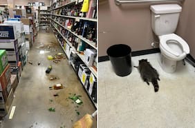 Un mapache ebrio irrumpió en una botillería en Virginia y lo encontraron desmayado en el baño