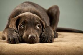 Guía para entender el lenguaje de tu perro  (y el de otros)