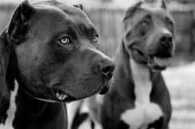 Tres perros pitbull escaparon y dieron muerte a trabajador en La Araucanía: dueños quedaron con arresto domiciliario nocturno