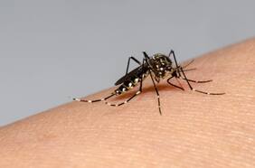 Qué es el dengue y cuáles son los síntomas de esta peligrosa enfermedad que transmite un mosquito