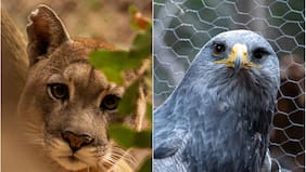 Para aprender de la naturaleza y la fauna silvestre: así es el Refugio Animal Cascada