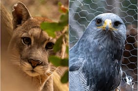Para aprender de la naturaleza y la fauna silvestre: así es el Refugio Animal Cascada
