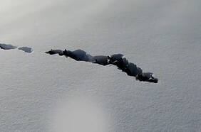 El increíble registro de una manada de lobos abriéndose paso por la nieve