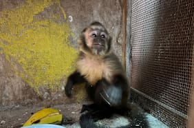 Detienen en Antofagasta a persona que mantenía en su domicilio a un mono capuchino