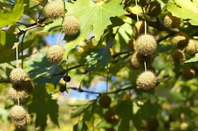 Cómo llegó el plátano oriental a Chile: la historia secreta del árbol más controversial de Santiago