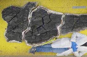 “Proporciones épicas”: Con un cráneo de dos metros, así era la primera criatura gigante que habitó la Tierra