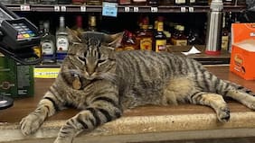 “Justicia para KitKat”: el robotaxi que mató a un gato y desató un debate sobre los vehículos sin conductor