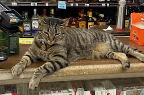 “Justicia para KitKat”: el robotaxi que mató a un gato y desató un debate sobre los vehículos sin conductor