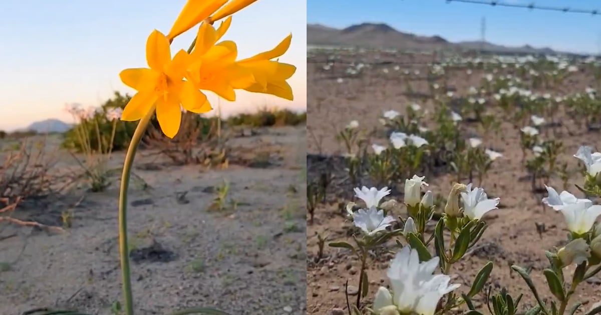Desierto florido: brotan las primeras flores en la tierra más árida del mundo