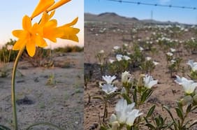 Desierto florido: brotan las primeras flores en la tierra más árida del mundo