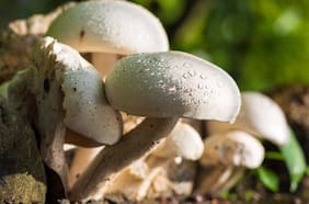 Tras consumir hongos silvestres venenosos: una persona muere y tres se encuentran en riesgo vital en Lumaco