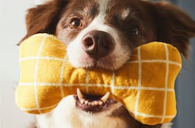 ¿Prefieren perros o gatos? Los datos curiosos sobre los chilenos y sus mascotas que reveló un estudio