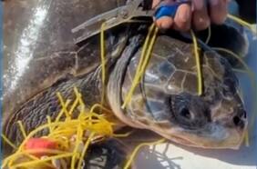 Tortuga es liberada de una enorme red de pesca