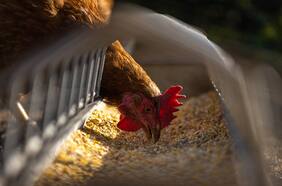 Más proteínas, menos grasas y sal: científicos chilenos desarrollan superalimento para que gallinas produzcan huevos más sanos