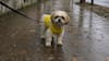 A qué hora comenzará la lluvia hoy en la Región Metropolitana (y qué tan intensa será)