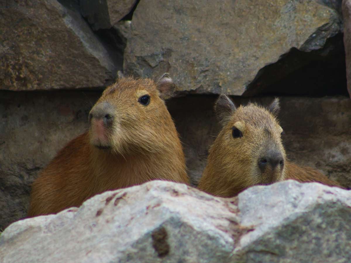 El boom del capibara en Chile: ¿Por qué nos gustan tanto estos roedores? Foto: Buin Zoo.