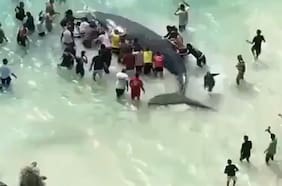 El emotivo rescate de una cría de ballena jorobada tras varar en una playa en Brasil