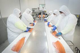 Precios históricos del salmón atlántico en 2022 permitieron a Camanchaca revertir pérdidas de 2021