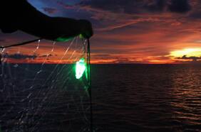 Redes de pesca iluminadas pueden ayudar a salvar a animales marinos