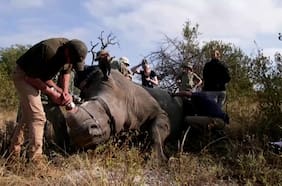 Parque sudafricano descuerna rinocerontes para evitar caza predatoria